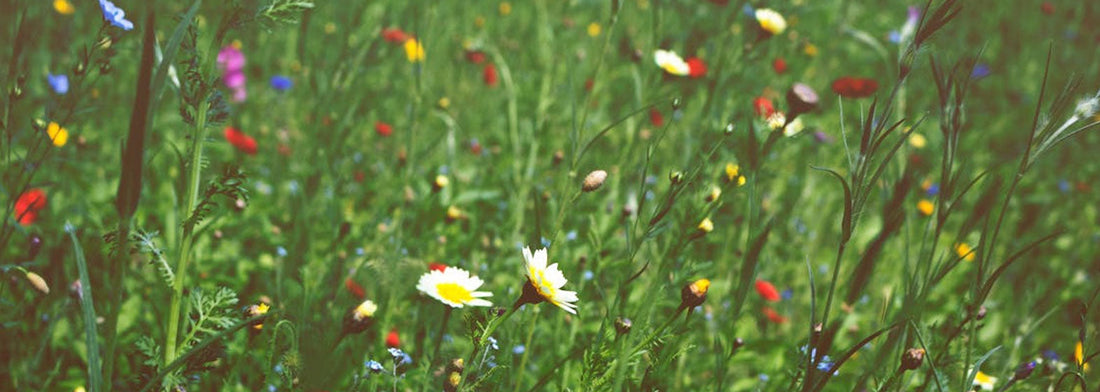 Collection Printemps-Été : Les couleurs de saison 2026
